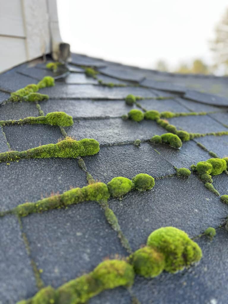 Roof Moss in Oregon growing on asphalt shingle roof in Willamette Valley causing roof damage