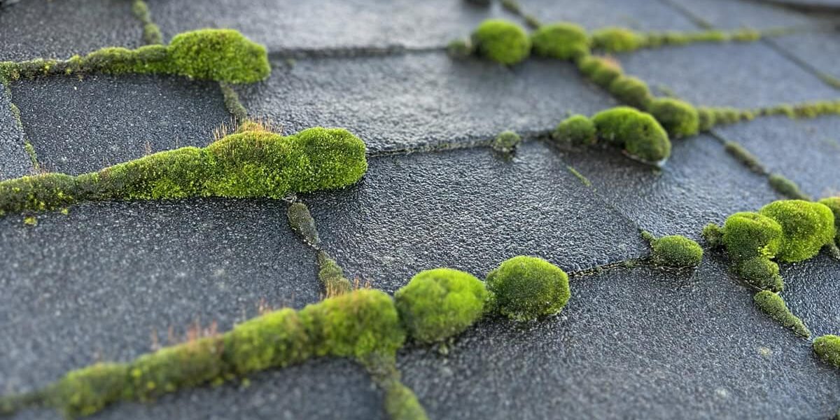 Moss on Roof: Cosmetic or Damaging?