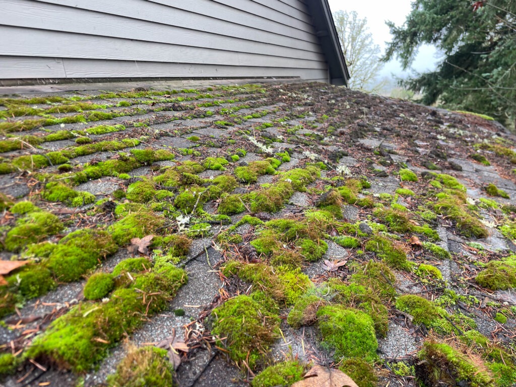 Heavy moss buildup covering residential roof concern of roof moss damage in Oregon