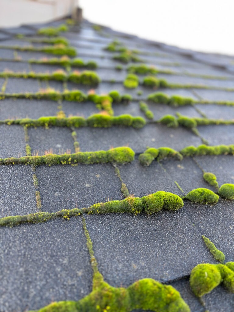 Heavy moss growth spreading across asphalt shingles on an Oregon residential roof