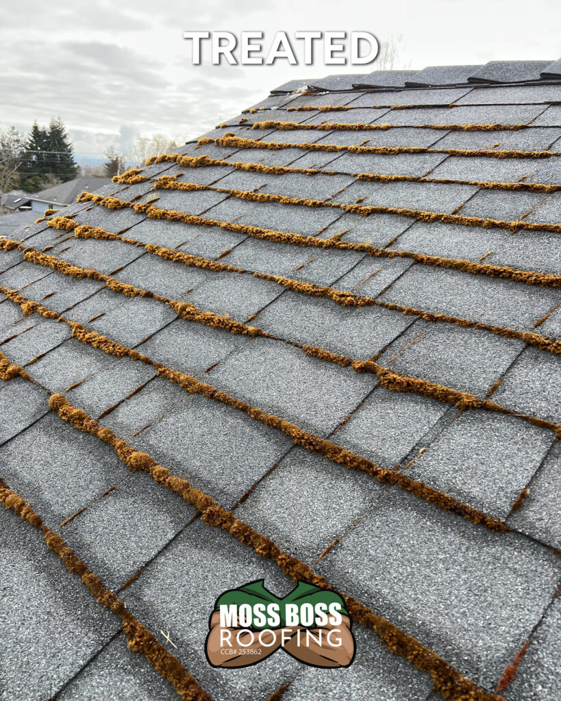 Roof moss treatment applied prior to cleaning an asphalt shingle roof in Salem, Oregon.