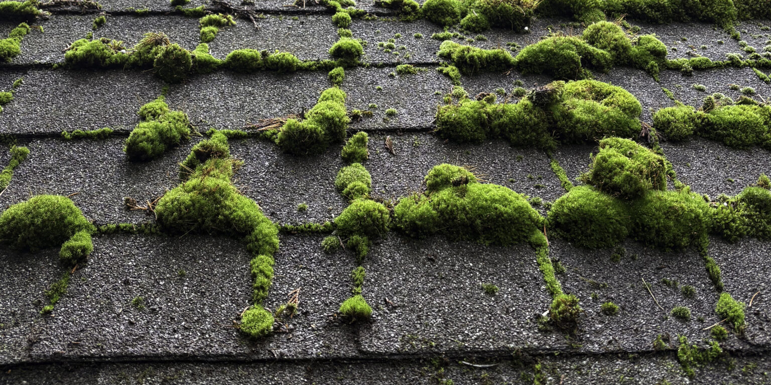 How Often Should You Clean Your Roof in Oregon?